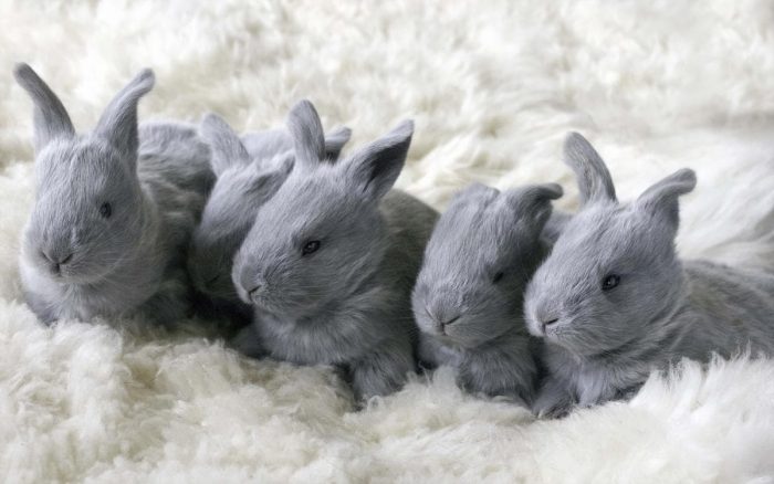 Conejos
