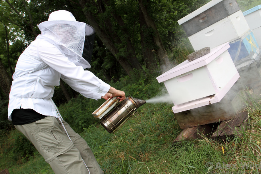 ¿Cómo preparar adecuadamente a las abejas para el invierno?