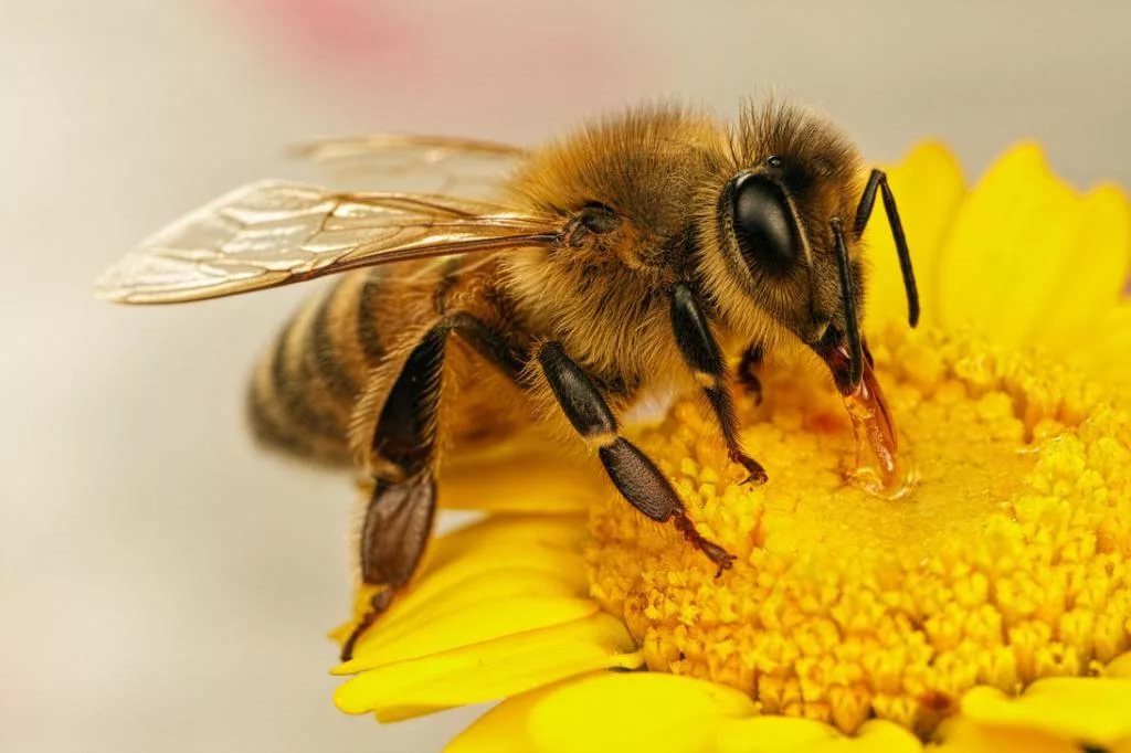 Una abeja recoge néctar