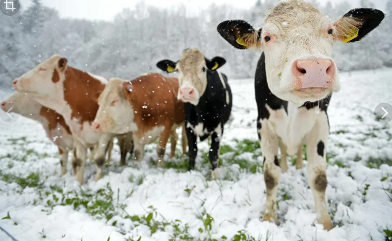Vacas en invierno