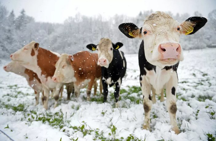 Vacas en invierno