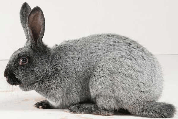 Conejo de plata