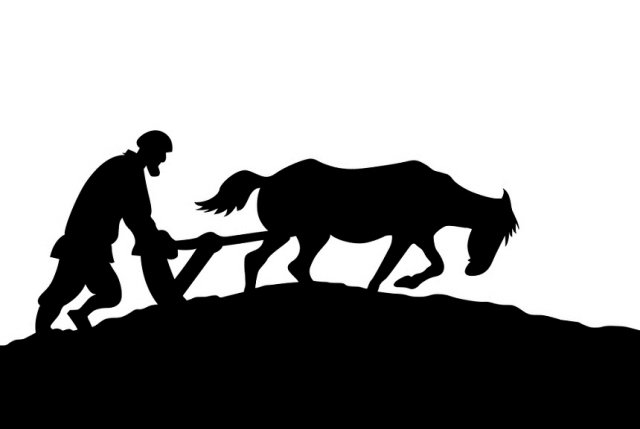 labrador
