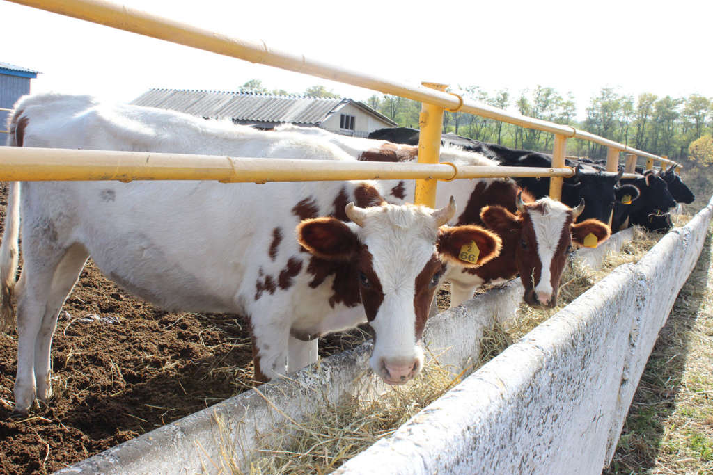Vacas en el pasto