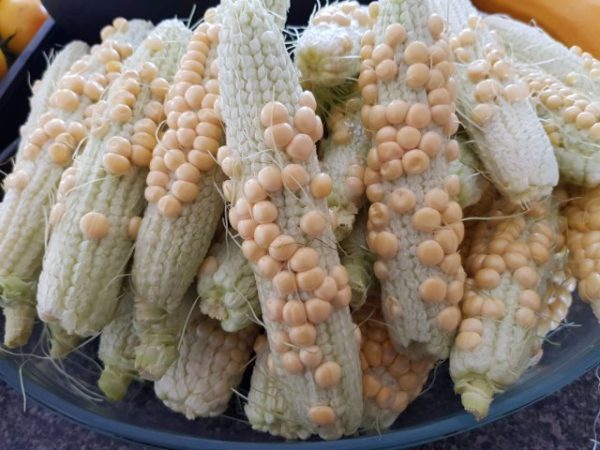mazorcas no polinizadas