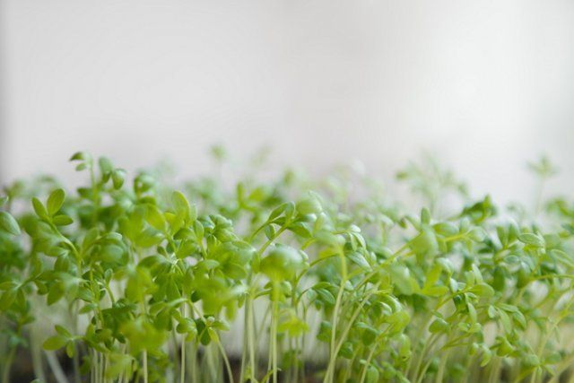 11 cultivos sin pretensiones para el jardín en el alféizar de tu ventana