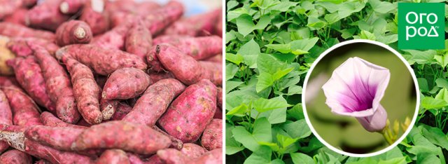 13 tubérculos raros para tu jardín: ¡sorprende a tus vecinos!