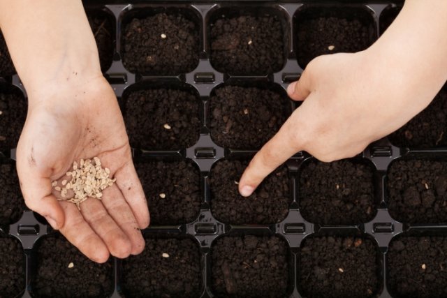 sembrando tomates para plántulas