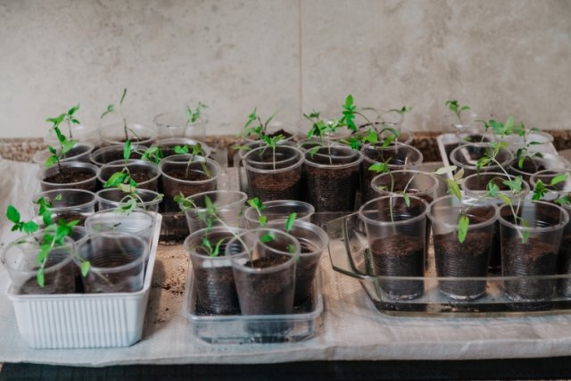 plántulas de tomates