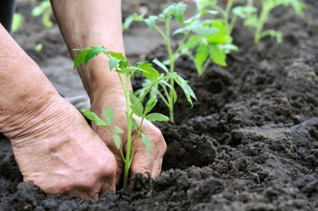 plantando plántulas de tomate