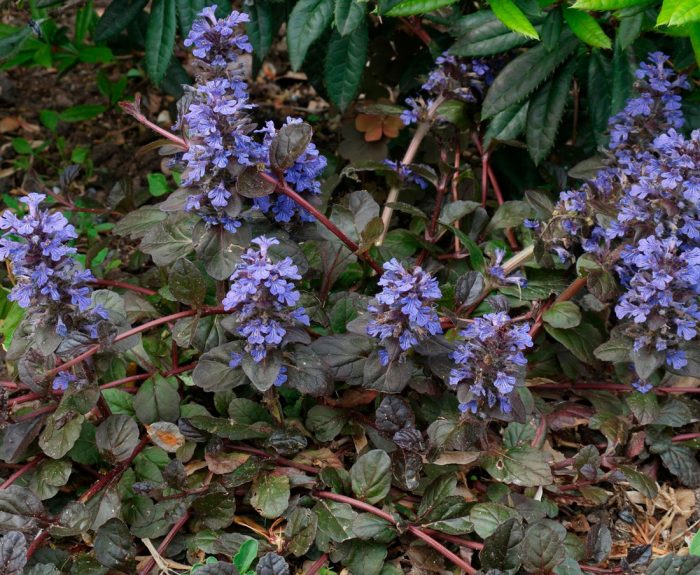 Plantas perennes que aman la sombra para el jardín.