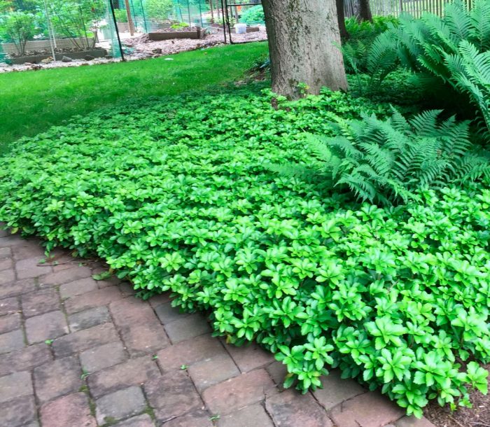 Plantas perennes que aman la sombra para el jardín.