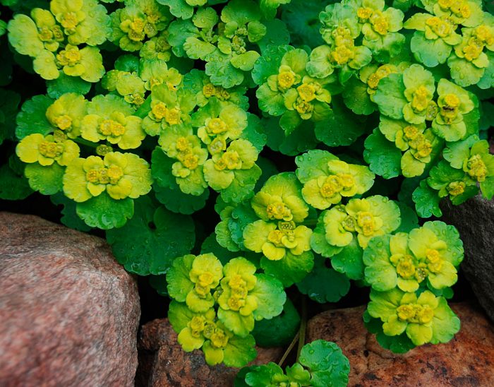 Plantas perennes que aman la sombra para el jardín.
