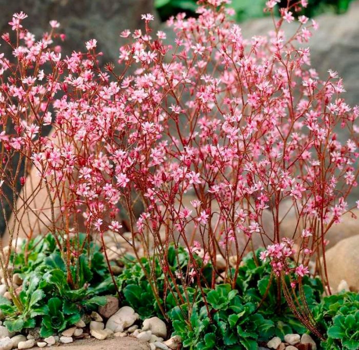 Plantas perennes que aman la sombra para el jardín.