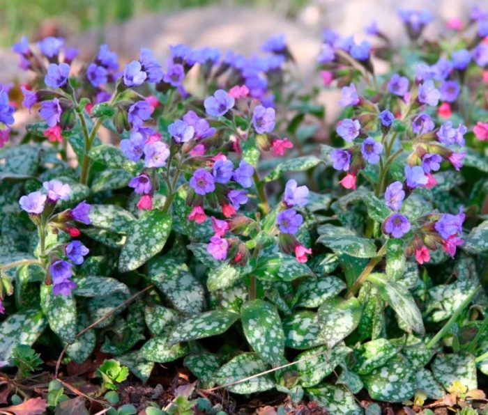 Plantas perennes que aman la sombra para el jardín.