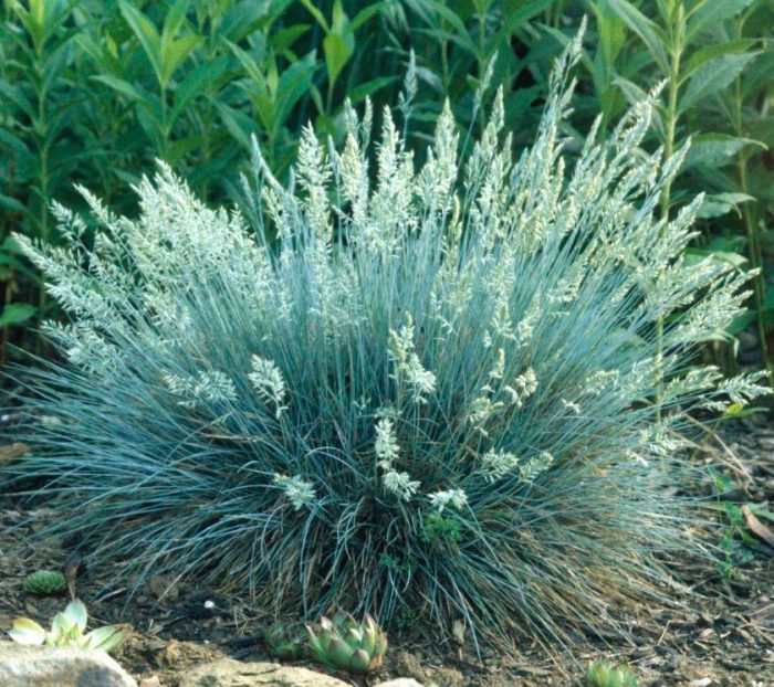 Plantas perennes que aman la sombra para el jardín.