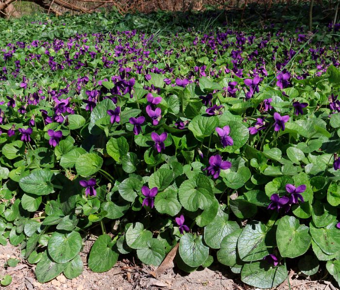 Plantas perennes que aman la sombra para el jardín.