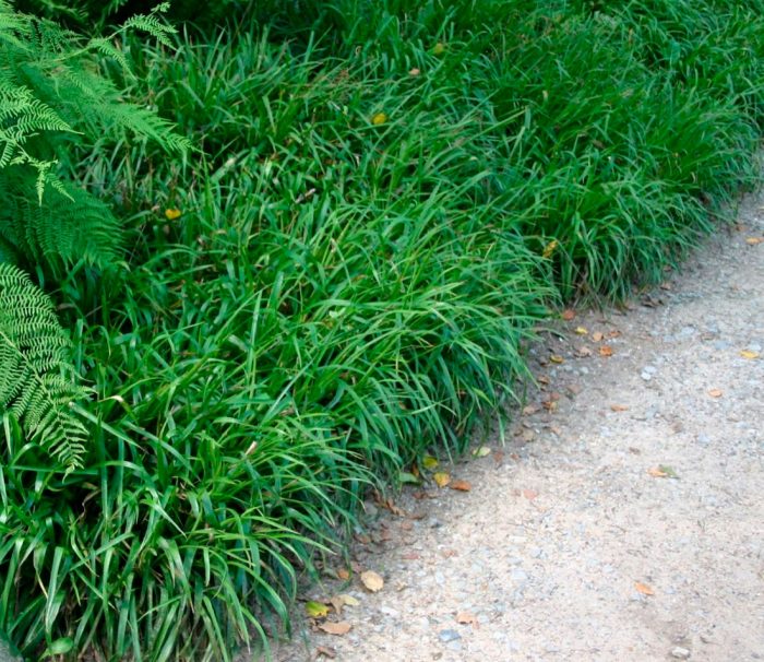 Plantas perennes que aman la sombra para el jardín.
