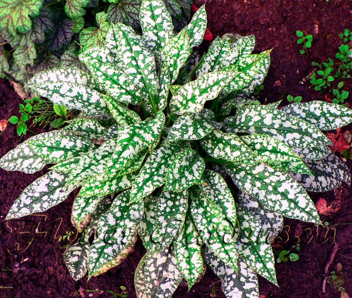 Plantas perennes que aman la sombra para el jardín.