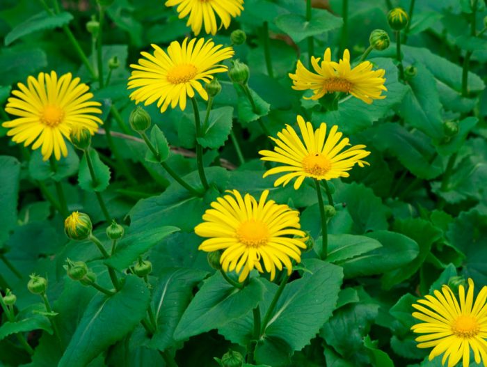 Doronicum orientalis
