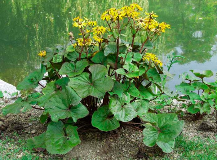 Ligularia dentata