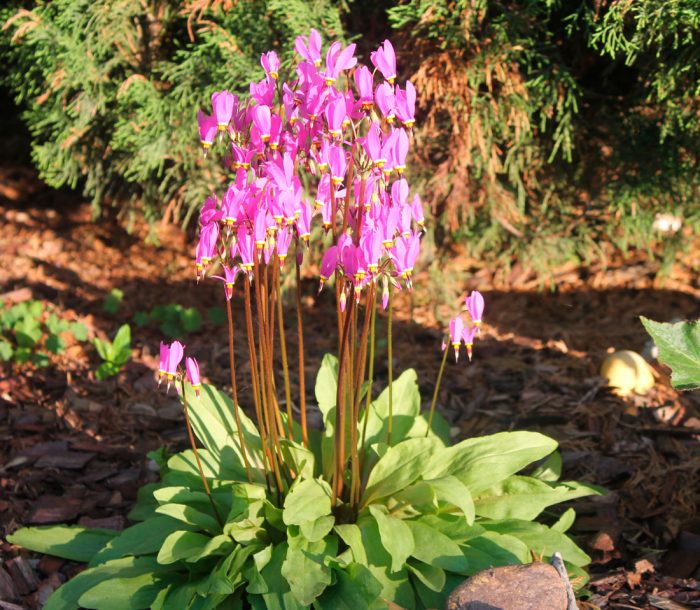 Dodecatheon vulgaris