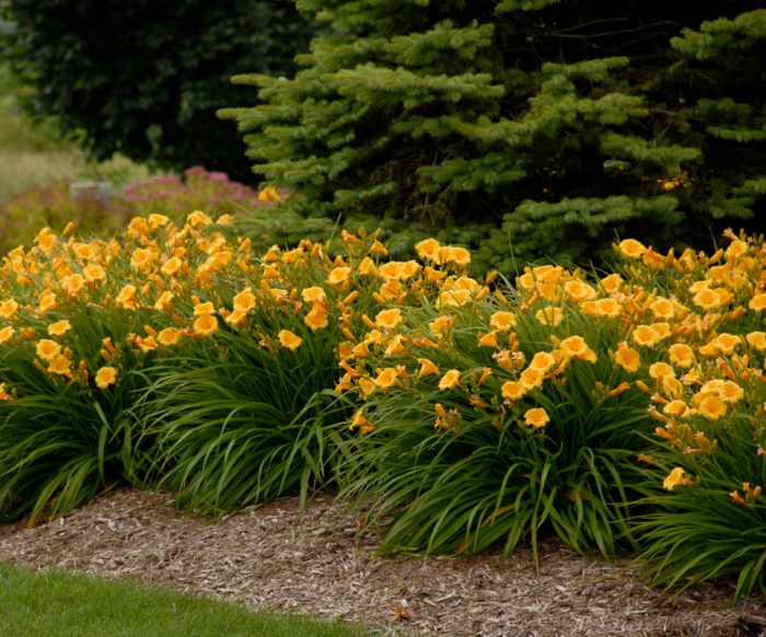 Daylilies