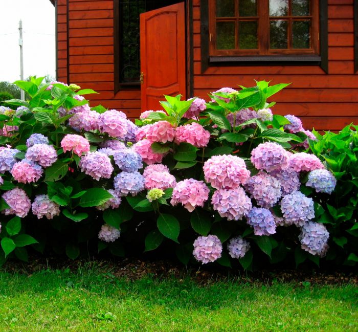 Hortensia