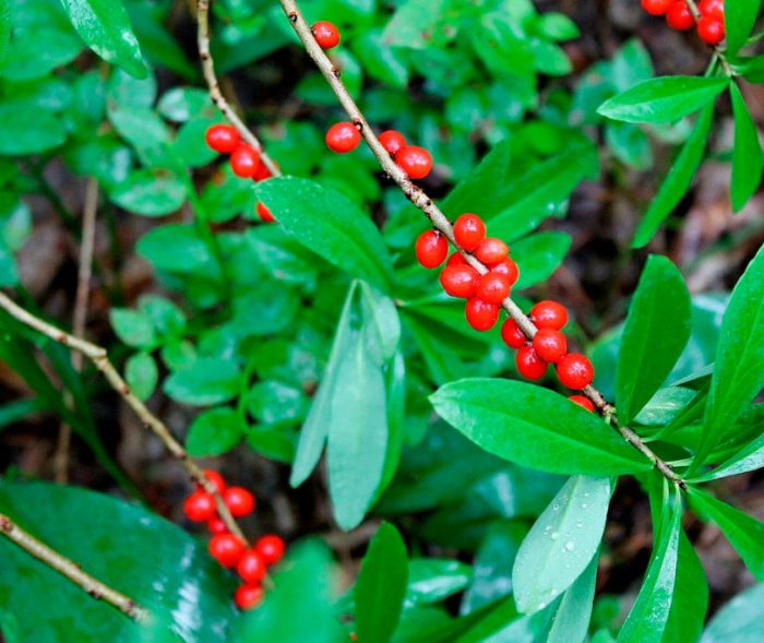 Wolfberry común