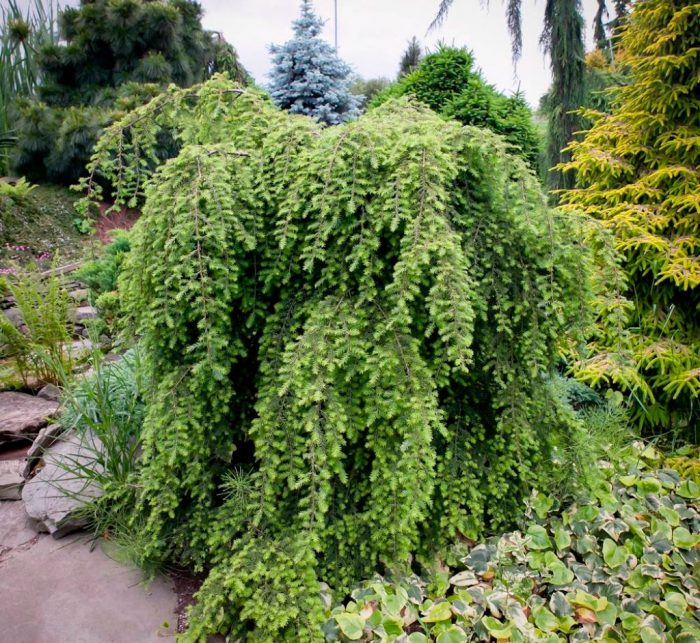 Plantas perennes que aman la sombra para el jardín.
