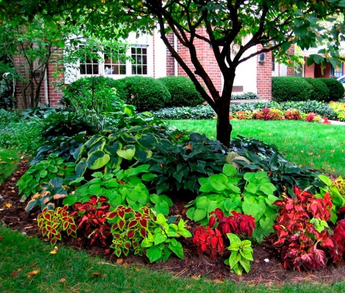 Plantas perennes que aman la sombra para el jardín.
