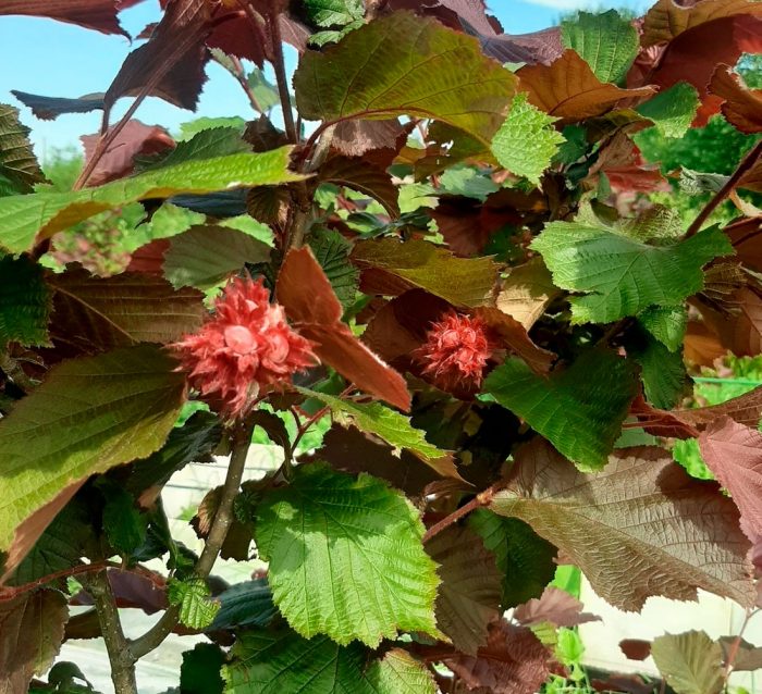 Plantas perennes que aman la sombra para el jardín.