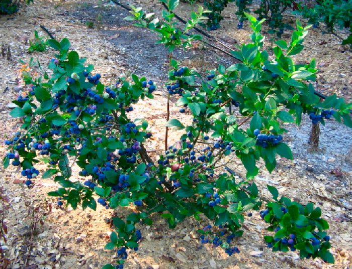 Arándanos