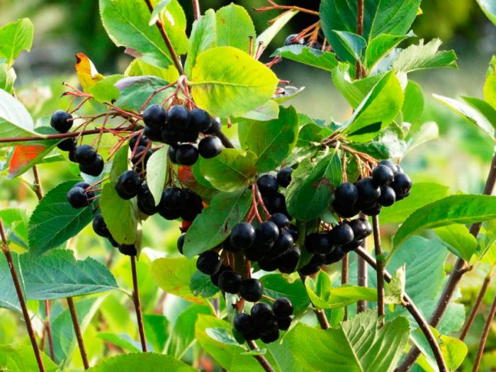 Aronia chokeberry (rowan)