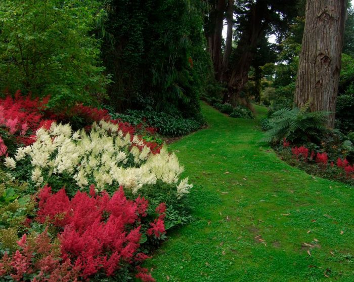 Plantas perennes que aman la sombra para el jardín.