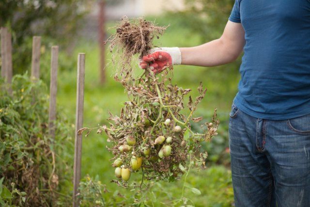 Fitofalosis de tomates