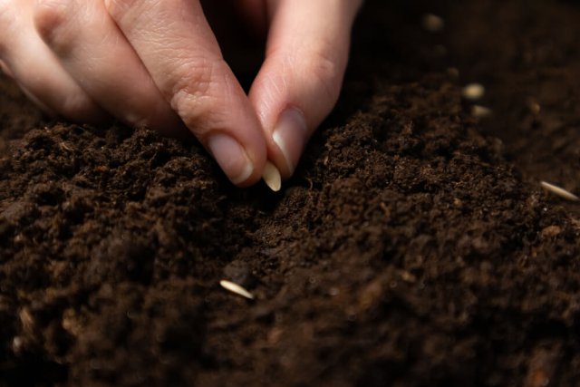 ¿Qué plantar después de los tomates enfermos?