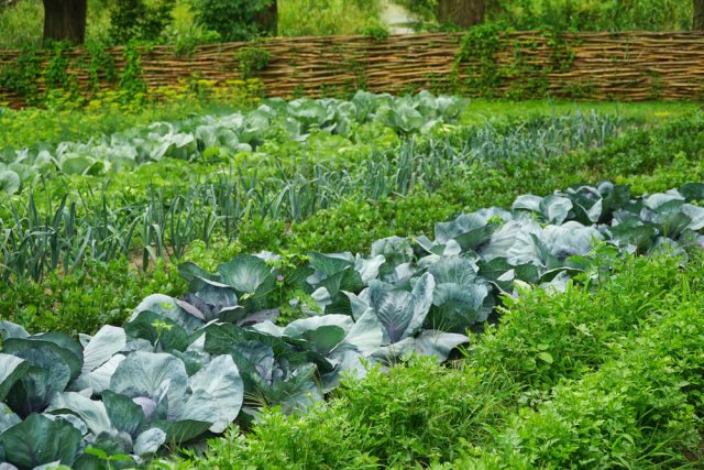¿Qué no se debe plantar después de los tomates?