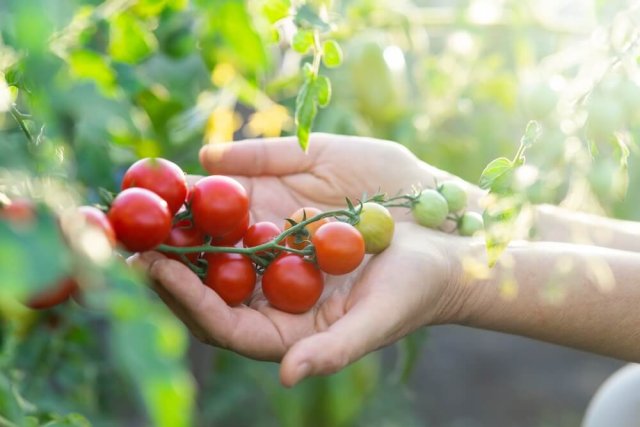 Prevención de enfermedades del tomate