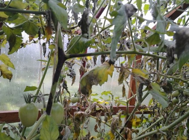 Phytophthora en el invernadero
