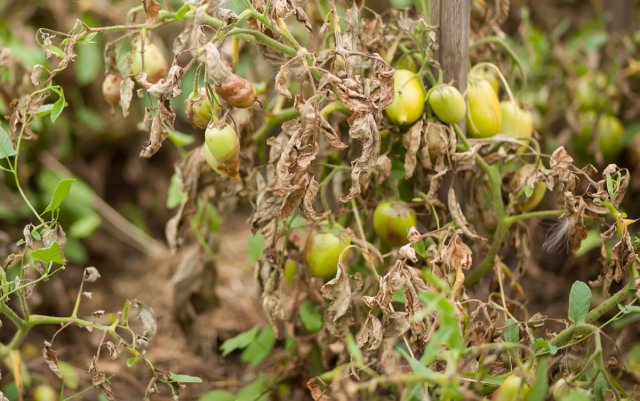 Phytophthora en hojas de tomate