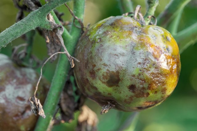 Phytophthora en frutos de tomate