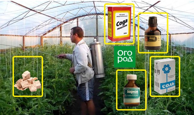 Tratamiento del tizón tardío del tomate