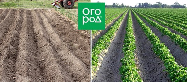 Reglas y métodos para la siembra de patatas