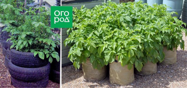 Reglas y métodos para la siembra de patatas