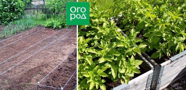 Reglas y métodos para la siembra de patatas