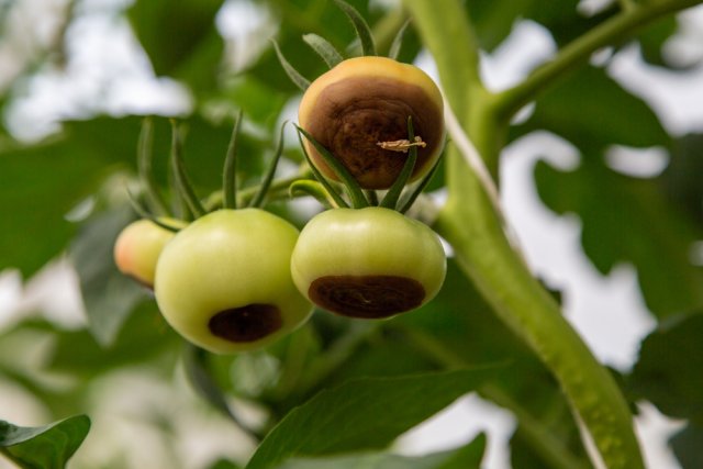 manchas en frutos de tomate