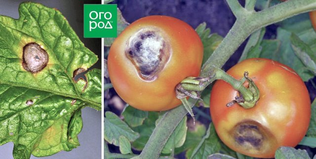 manchas en frutos de tomate