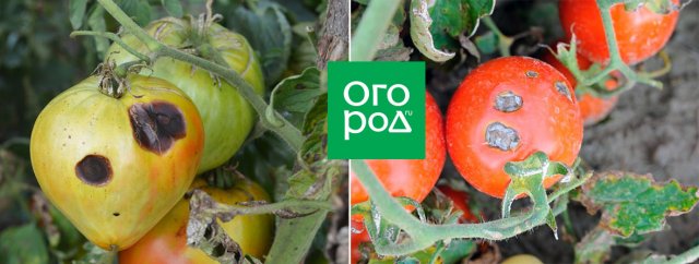 manchas en frutos de tomate