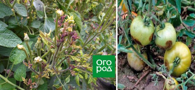 manchas en frutos de tomate
